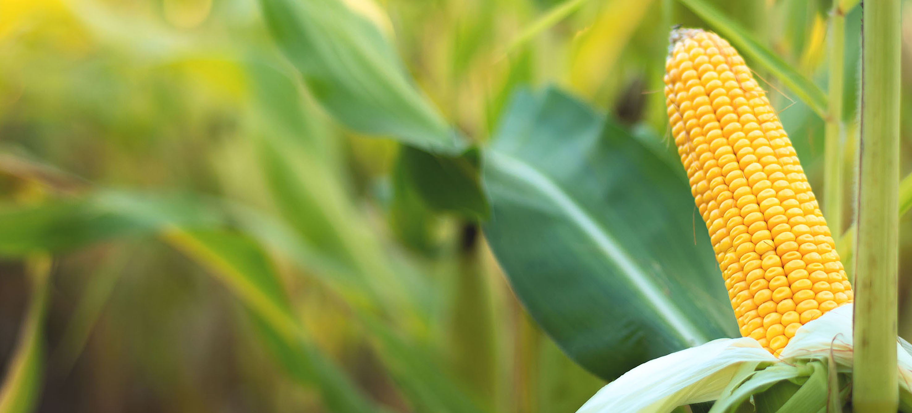 Shape Divider Sample Image