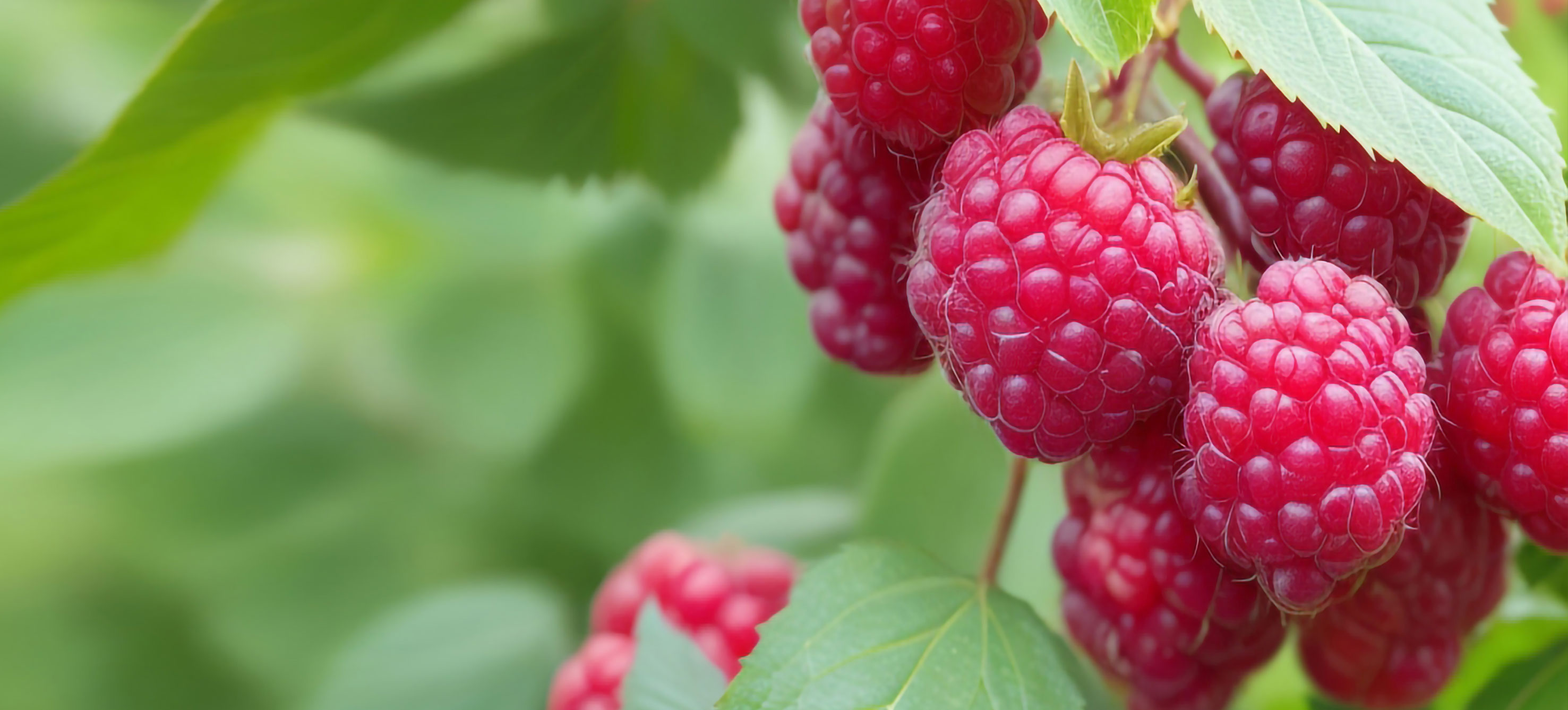 Shape Divider Sample Image