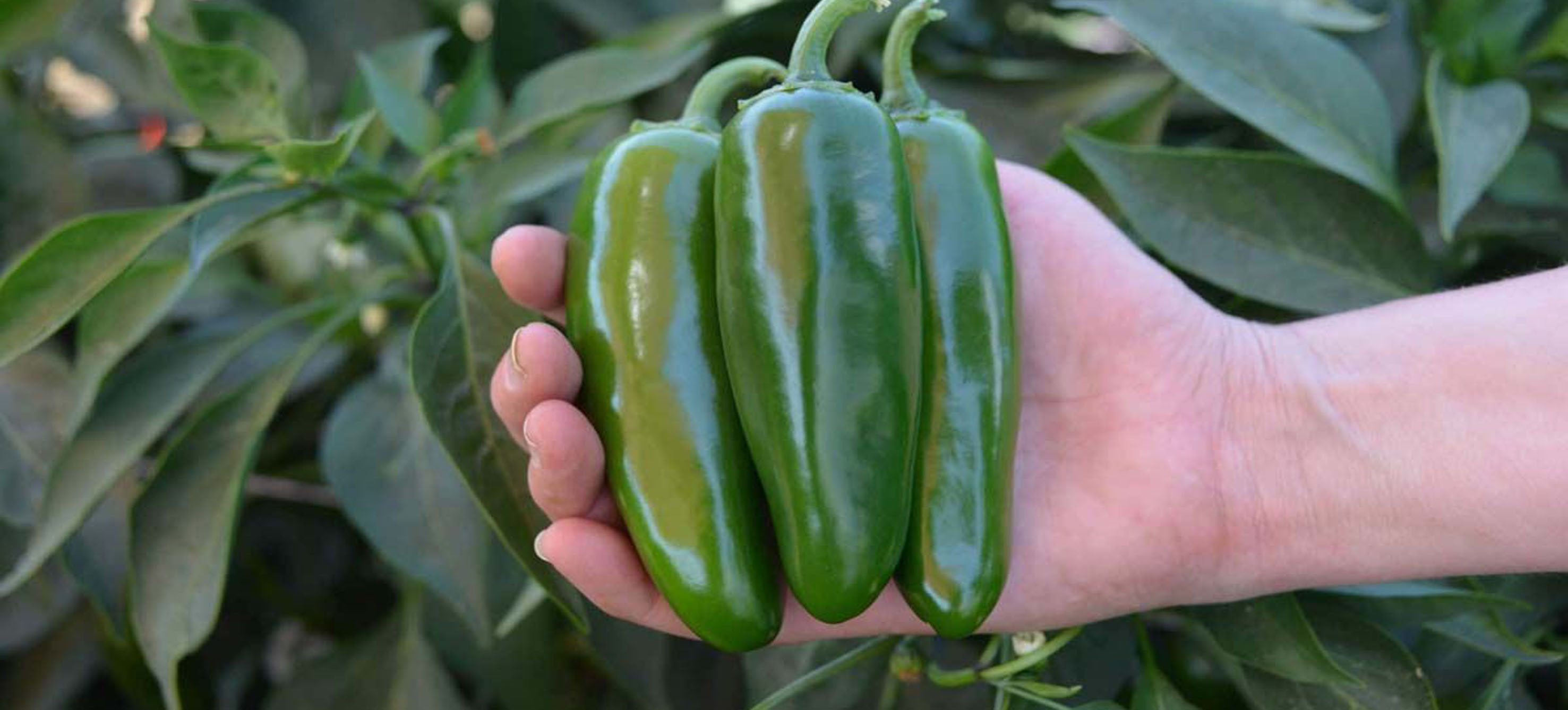 Shape Divider Sample Image